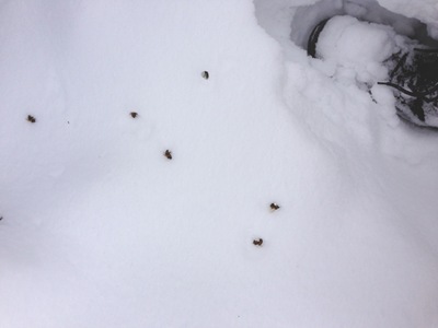 Bees in Snow