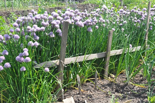 07 Chive Fence
