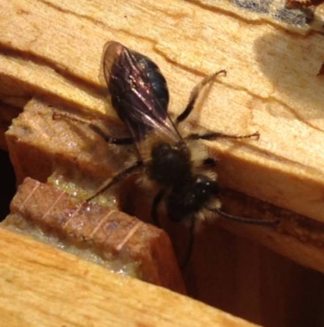 Not a Honey Bee