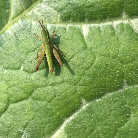 Grasshopper on Squash Leaf