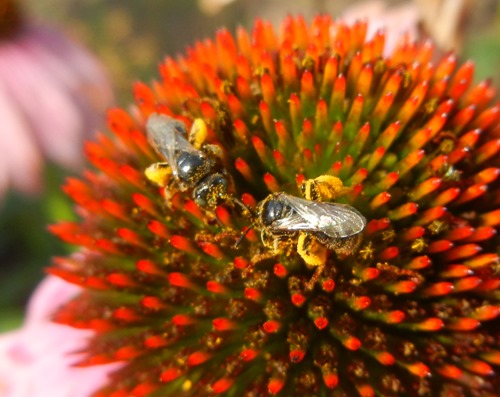 Bees Gathering Pollen