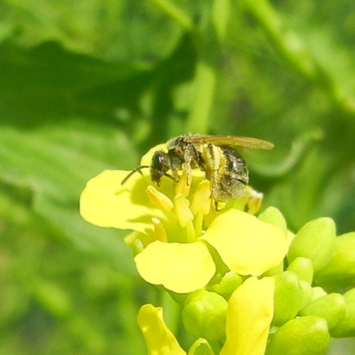 Solitary Bee on Mustard